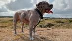 Bully XL 4 jaar oud ongecastreerd, Dieren en Toebehoren, Honden | Bulldogs, Pinschers en Molossers, Rabiës (hondsdolheid), Reu