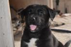 Boradoor pups, 8 tot 15 weken, Meerdere, Meerdere dieren, Middel