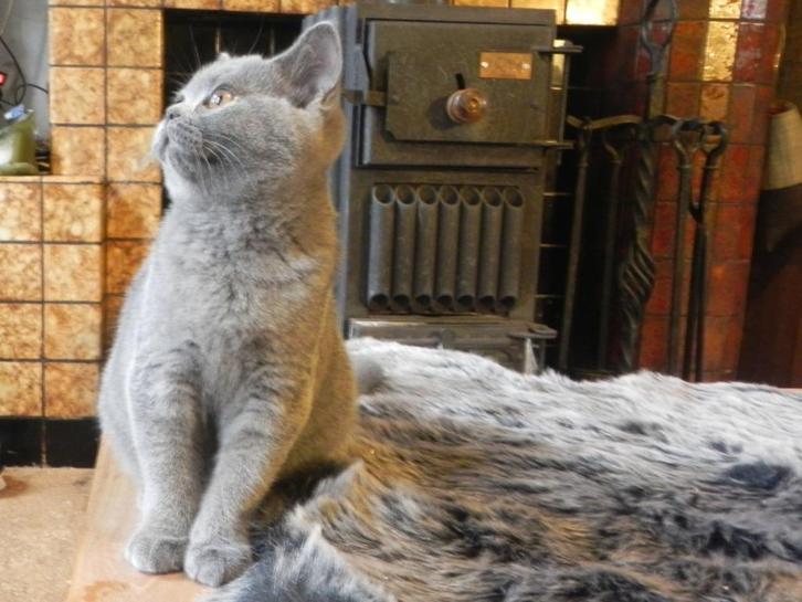 Blauw Brits Korthaar kitten met stamboom, Dieren en Toebehoren, Katten en Kittens | Raskatten | Korthaar, Poes, 0 tot 2 jaar, Met stamboom
