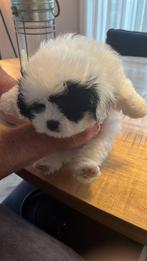 BEELDSCHONE PUPPY’S - Kruising Shih Tzu & Dwerg Schnauzer, Dieren en Toebehoren, Rabiës (hondsdolheid), 8 tot 15 weken, Meerdere