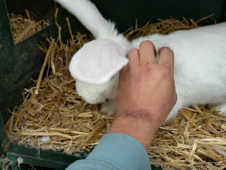 2 Duitse reuzen rammen 2025 gratis, Dieren en Toebehoren, Konijnen, Groot, Mannelijk, 0 tot 2 jaar