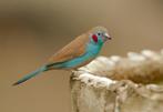 Te Koop Diverse Tropen, Meerdere dieren, Tropenvogel