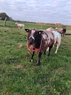 Mooie bonte Ram, Dieren en Toebehoren, Schapen, Geiten en Varkens, Mannelijk, Schaap