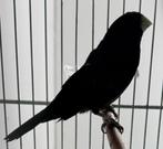 Twatwa repman, Mannelijk, Wildzangvogel, Tam
