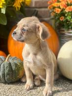 Franse bulldog pups reu en teef met stamboom, CDV (hondenziekte), 8 tot 15 weken, Bulldog, Meerdere