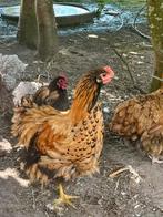 Orpington groot meervoudig gezoomd - Haan, Dieren en Toebehoren, Pluimvee, Mannelijk, Kip