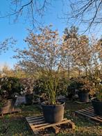 Krentenboom in pot Amenlanchier lamarckii, Tuin en Terras, Overige soorten, Lente, 100 tot 250 cm, Ophalen