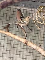 Botvinken agaat en wildkleur, Dieren en Toebehoren, Meerdere dieren, Wildzangvogel, Geringd