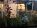 Vissen, Dieren en Toebehoren, Ophalen, Nieuw, Gevuld zoetwateraquarium