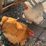 Cochin kippen, gezonde jonge legkippen, Vrouwelijk, Kip