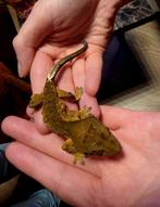 Wimpergekko harlequin, Dieren en Toebehoren, Hagedis, 0 tot 2 jaar