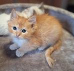 Ragdoll solid kittens met stamboom, Dieren en Toebehoren, Katten en Kittens | Raskatten | Langhaar, Kater, Met stamboom