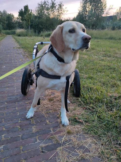 Hondenoppas gezocht voor Vicky, Diensten en Vakmensen, Dieren | Honden | Verzorging, Oppas en Les