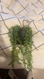 Hangplant, Ophalen, Overige soorten, Minder dan 100 cm