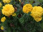 Gele afrikaantjes tagetes, Ophalen of Verzenden