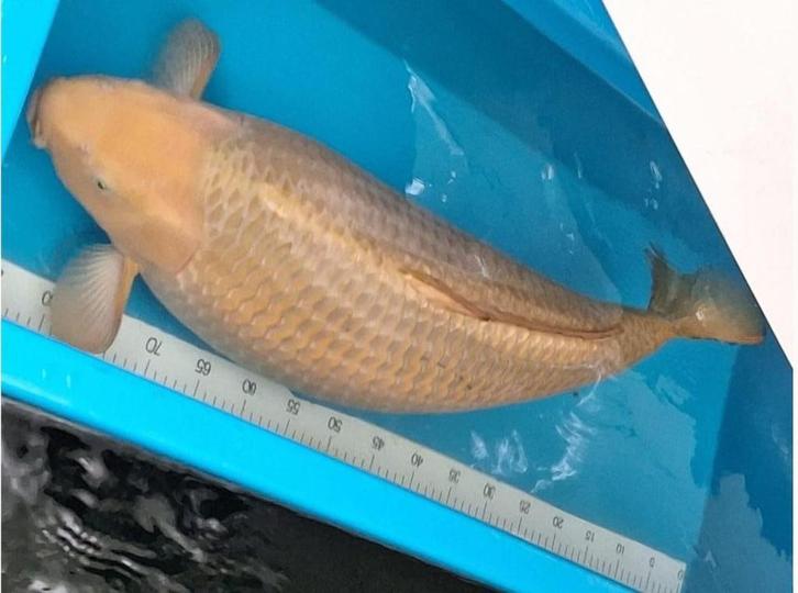 Hele mooie grote brede handtamme chagoi 85 cm, Dieren en Toebehoren, Vissen | Vijvervissen, Karper of Koi