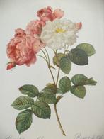 rozen 7 kleurengravures roos rose rosa Pierre-Joseph REDOUTE, Ophalen of Verzenden