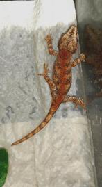 Rhacodactylus Gargoyle gekko, Dieren en Toebehoren, Hagedis