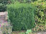 Taxus Baccata Haagplant, Ophalen, Taxus, Haag, 100 tot 250 cm