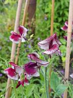 Zaden lathyrus wilthire ripple, Verzenden, Voorjaar, Volle zon, Zaad