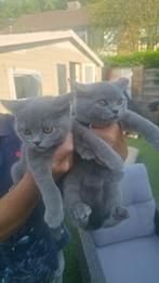 Britsekorthaar kittens, Poes, Kortharig