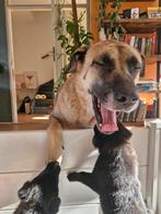 Nestje (08-10-2025) – Kangal/Herder kruising (UBN: 8553377), Dieren en Toebehoren, 8 tot 15 weken, Groot, Meerdere, Meerdere dieren