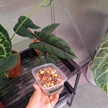 Verschillende alocasia knollen te koop  beschikbaar voor biedingen