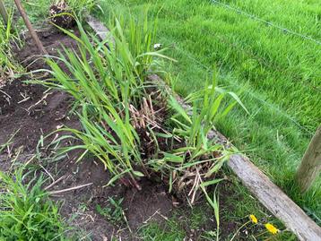 Prachtriet (miscanthus Giganteus))