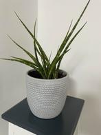 Sansevieria Cylindrica in pot, Vaste plant, Bloeit niet, Halfschaduw, Ophalen