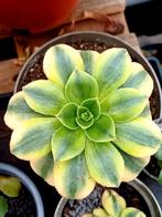 Aeonium kiwi + starburst BE, Ophalen of Verzenden, Halfschaduw, Minder dan 100 cm