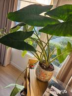 Mooie, grote Monstera plant + pot, Ophalen of Verzenden, Halfschaduw, Minder dan 100 cm