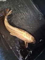 Doitsu goud koperen kleur koi, Karper of Koi