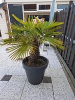 Palmboom in pot (150cm), winterhard, In pot, Ophalen, Palmboom, 100 tot 250 cm