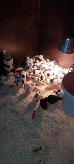 Bonte Leghorn kuikens., Dieren en Toebehoren, Pluimvee, Vrouwelijk, Kip