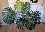 Grote Monstera Thai constellation, Ophalen, Overige soorten, 100 tot 150 cm