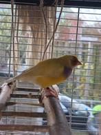 Gouldamadines koppel, Dieren en Toebehoren, Meerdere dieren, Kleurkanarie