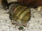 Moerashoornslak - Viviparus viviparus - Algen etende slak XL