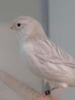 Kanaries opaal en opaal geel mozaiek, Dieren en Toebehoren, Vogels | Kanaries, Meerdere dieren, Kleurkanarie