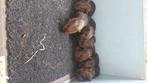 Cavia goud agouti, Cavia, Augustus, Mannelijk, Tam