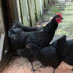 Jersey giant haan, Dieren en Toebehoren, Mannelijk, Kip