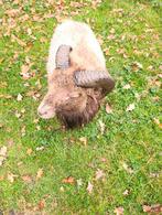 Quessant ram, Dieren en Toebehoren, Schapen, Geiten en Varkens, Mannelijk, Schaap, 3 tot 5 jaar