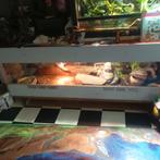 Super mooi betonplex terrarium 160x50 i, Dieren en Toebehoren, Reptielen en Amfibieën | Toebehoren, Ophalen, Zo goed als nieuw