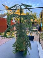 Grote Kamerden (Araucaria) met pot van kurk, Vaste plant, Bloeit niet, Halfschaduw, Ophalen