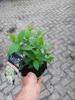Hortensia little lime, Ophalen, Zomer, Overige soorten, Halfschaduw