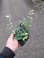 Euonymus Harlequin - Sierlijke Struik, Tuin en Terras, Ophalen, Overige soorten, Struik, Minder dan 100 cm