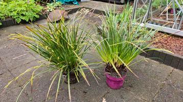 Japanse zegge ( Siergras, Carex Morrowii) beschikbaar voor biedingen