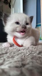 Ragdoll kittens met stamboom seal/tortie/mitted/torbie, Dieren en Toebehoren, Poes, Met stamboom