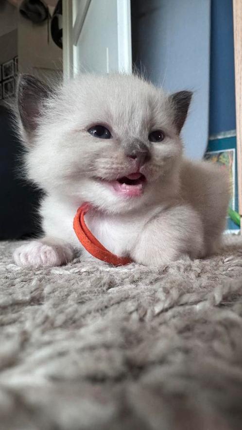 Ragdoll kittens met stamboom seal/tortie/mitted/torbie, Dieren en Toebehoren, Katten en Kittens | Raskatten | Langhaar, Poes, Met stamboom