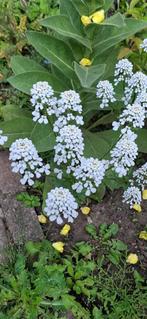 Scheefbloem wit, Ophalen of Verzenden, Voorjaar, Volle zon, Zaad