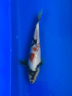 Showa, Karper of Koi